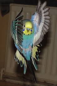 Pin Van Ashley Lowery Op Avian Dieren Schattige Babydieren Parkieten