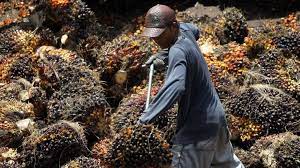 We did not find results for: Us Bans Malaysian Palm Oil Producer Over Forced Labour Bbc News