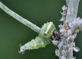 Use coupon code kit for 5% off cleanse kits. Ein Lob Auf Rauber Parasiten Und Schmarotzer