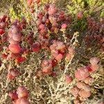 Image result for Suaeda vermiculata