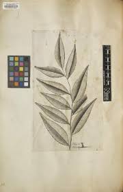 Image result for Uvaria angolensis