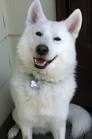 Samoyed Husky Mix Puppies For Sale | Goldenacresdogs