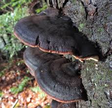 Image result for Ischnoderma resinosum