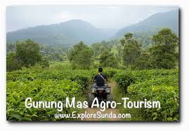 I can enjoy the environment in there. Gunung Mas Tea Plantation The Best Agro Tourism In Puncak Pass