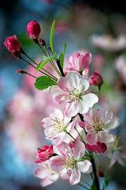 Apple Malus Domestica Temptation Beautiful Flowers Pictures Flower Pictures Beautiful Flowers