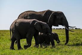 Maybe you would like to learn more about one of these? Spacetraveller Activity 5 Days Budget Safari 1nt