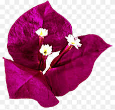 Lm015 lukisan bunga sakura ungu v 2 lukisanmurah com. Bugenvil Png Pngwing