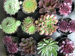 Common names of cactus plants small flowering cactus plant saguaro cactus plant flowering succulent plants outdoor flat cactus flowering plant pink flower bush identification cacti and succulents identification flowering cactus plants paintings flowering cactus plants care. Succulent Plants Descriptions Urban Succulents