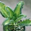 Mehrtägiges experiment mit kalanchoe daigremontiana. 1