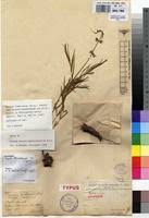 Image result for Ocimum fimbriatum