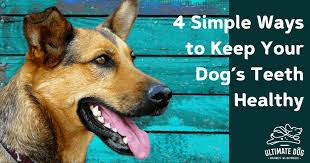 3 diy hacks to clean your dogs teeth! Your Guide To Natural And Effective Doggy Dental Care Ultimate Dog