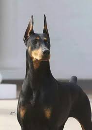 10 Dog Toys You Can Make From Things Around The House Perros Doberman Perros Enormes Razas De Perros
