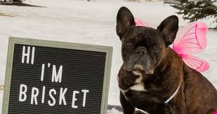 The french bulldog club of america's rescue network can help you find a dog that may be the perfect companion for your family. Rocky Mountain French Bulldog Rescue Save A Frenchie