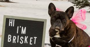 He's also a good choice for wherever you acquire your frenchie, make sure you have a good contract with the seller, shelter or rescue group that spells out responsibilities on both. Rocky Mountain French Bulldog Rescue Save A Frenchie