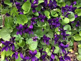 And in fact, they do draw plenty of pollinators. Violet Wood Violet Sweet Violet English Violet Violata Odorata