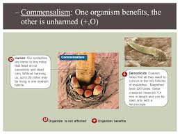 Bryozoans, phoronids and brachiopods strain food out of the water by means of a lophophore, a crown of hollow tentacles.bryozoans form colonies consisting of clones called zooids that are typically about 0.5 mm (1 ⁄ 64 in) long. 4 2 Niches And Community Interactions What Is A Niche Niche The Range Of Conditions In Which A Species Lives And The Way The Species Obtains What Ppt Download