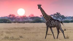Giraffe have learnt to deal with this difficulty in various ways. World Giraffe Day 2019 How A Giraffe S Kick Can Behead A Lion And Other Facts