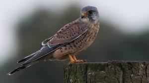 Der ziegenmelker (caprimulgus europaeus) ist ein vogel den man selten zusehen bekommt. Turmfalke Youtube