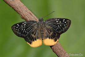 Image result for Trichoneura