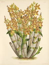 Image result for Ansellia