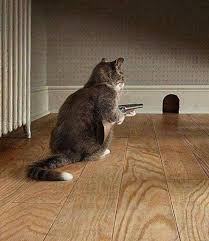 Pin By Dream Team On Cats Funny Cat Pictures Funny Animal Pictures Funny Cats