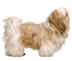 The breed traditionally has been groomed to have a long, flowing, silky coat. Shih Tzu Dog Breed Facts And Information Wag Dog Walking