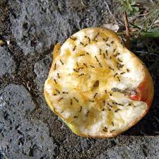 zwolf einfache tipps gegen ameisen im haus ameisen im haus ameisen hausmittel gegen ameisen