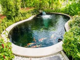 For most people, limiting yourself to one koi per 250 gallons of pond . Minimum Pond Size For Koi Depth Water Volume Size Fishkeeping Forever