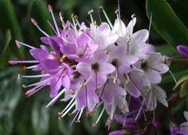 Some of the most popular for landscape and garden use. Pin On Laura S Garden Plants