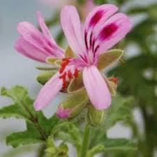 Image result for Pelargonium apetalum
