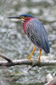 Birds Of Central Illinois Pin On Birds