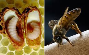 It was released on june 11, 2021, by gravitas ventures. 20 000 Bees Chased A Car For 24 Hours To Rescue Their Trapped Queen Bee