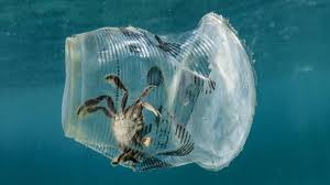 What Is The Effect Of Ocean Plastics On Marine Life Repurpose Global Blog