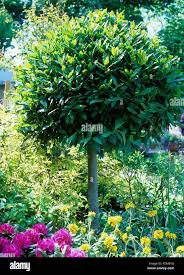 Image result for bay leaf bush foto