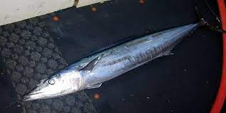 Wahoo's provides many vegetarian and some vegan options, such as tofu, banzai veggies and brown rice, and also provides. Wahoo Wikipedia