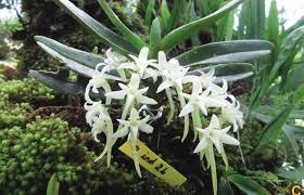 Image result for Cyrtorchis