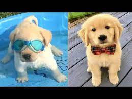 Represent your golden retriever pup with our merchandise! Funniest Cutest Golden Retriever Puppies 37 Funny Puppy Videos 2019 Youtube