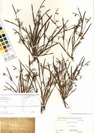 Image result for Scleria mikawana