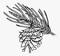Transparent Flower Outline Png Single Leaf Pinyon Drawing Png Download Kindpng Borders and frames flower rose, flower png. transparent flower outline png single
