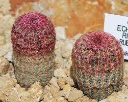 Las primeras, si nos descuidamos, nos podrían llegar a atravesar la piel, y las otras se aferran a la ropa simplemente al pasar junto a ellas. Exotico Cactus De Espinas Arcoiris Con Sus Espectaculares Flores Maravilla De La Naturaleza Plantas