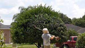 I think they will look bare for a while, then like little green popsicles for a. Trimming A Ligustrum Tree In The Classic Mushroom Shape Satisfying Youtube