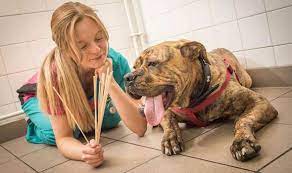Eating foreign objects often causes only minor problems in and for puppies able to crunch up the object, pieces of wood or bone prove hazardous. Dog Avoids Death After Swallowing A Skewer Nature News Express Co Uk
