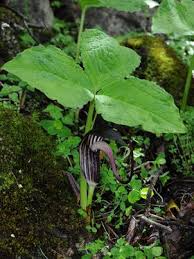 Image result for Arisaema mildbraedii