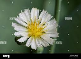 Image result for Lactuca indica