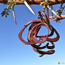 Pin On Arbre Sacre Sacred Tree