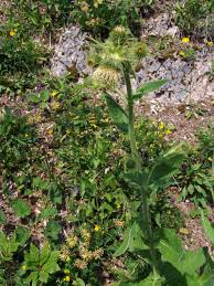 Image result for Erythrocephalum decipiens