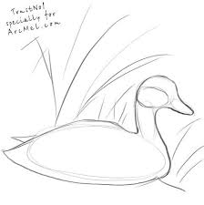 How To Draw A Duck Step 2 Duck Drawing Pencil Drawings Of Animals Bird Drawings