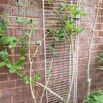 Image result for Cibirhiza