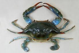 Callinectes Sapidus Wikipedia