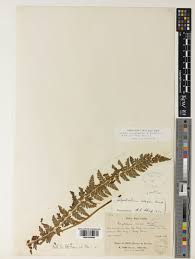 Image result for Polystichum sinense